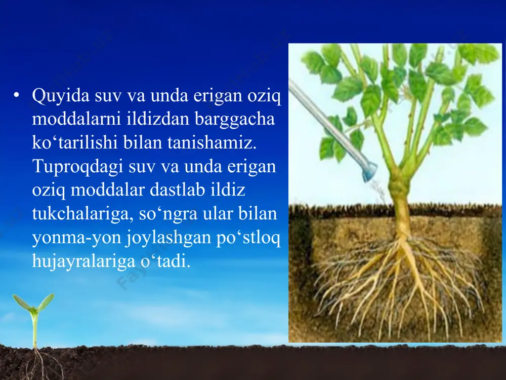 ildizning tuproqdan suv va mineral moddalarni shimishi. 5 - sinf - Page 4