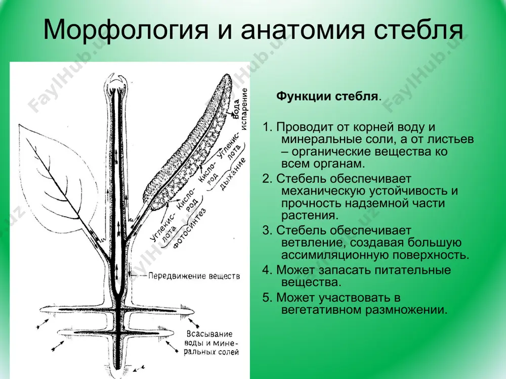 ми стебля. для папоротников и плаунов субэпидермально закладывается склеренхима. у хвощей тяжи склеренхимы располагаются субэпидермально в ребрах стебля. у двудольных растений субэпидермально закладывается колленхима в виде сплошного слоя (пластинчатая) или в ребрах стебля (уголковая). у споровых растений внутренний слой кортекса дифференцируется в эндодерму с поясками каспари. у семенных растений эндодерма ничем не отличается от паренхимных клеток, часто несёт крупные амилопласты (крахмалоносное влагалище). у однодольных растений кортекс не развивается. внутри от кортекса остается массив меристем в виде полого цилиндра (семенные растения) и в дальнейшем именуется остаточной меристемой, либо в виде сплошного цилиндра (споровые растения), не имея специального названия. у споровых растений наружный слой дифференцируется в перецикл. оставшиеся часть меристемы либо превращается в прокамбий целиком, либо в прокамбий превращается только периферическая часть, а центральная часть превращается в паренхиму сердцевины. таким образом формируется либо протостела, либо сифоностела о * типы стел гаплостела имеет центрархную протоксилему и экзархную протофлоэму акстиностела имеет либо мезархную либо …