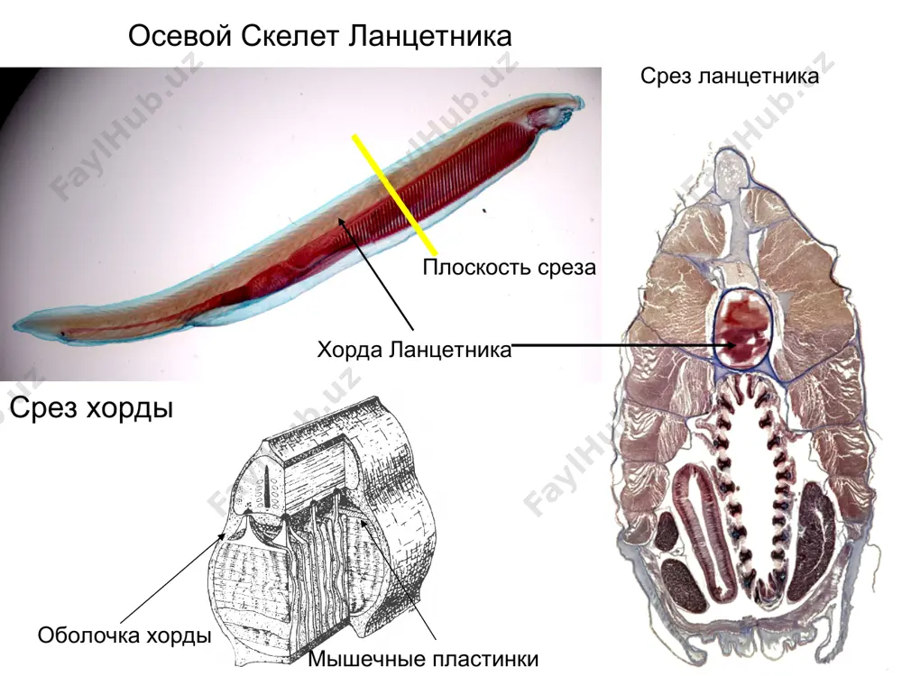 branchiostoma lanceolatum - Page 4