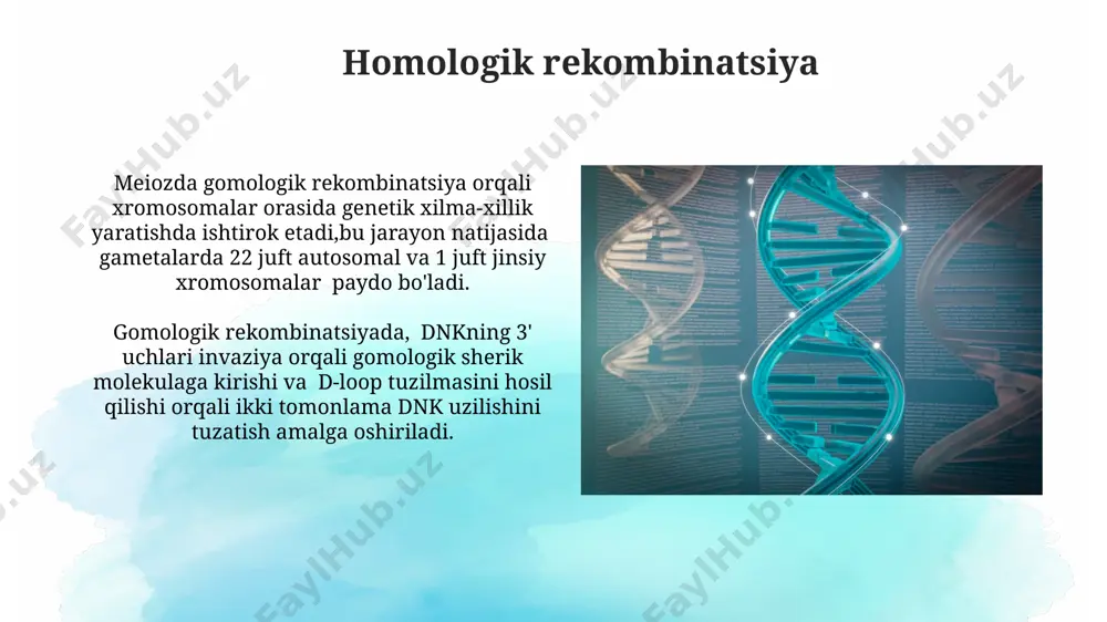 alarni aniqlash va ularni to'g'ri nukleotidlar bilan almashtirish orqali dnkning strukturaviy butunligini saqlaydi. non-homologik uç birlashishi nhej ta’mirlash yo‘li mikrohomologik hududlarning mavjudligiga bog‘liq bo‘lib, odatda 5-25 nukleotidli ketma-ketlik o‘xshashligiga asoslanadi va ta’mirlash aniqligiga ta’sir qiladi. nohomologik uch birlashishi (nhej) jarayoni ikki singil xromatidada yoki ikkita xromosomaning to'liq mos kelmaydigan uchlarini birlashtirish orqali dnkning ikki zanjirli uzilishlarini ta’mirlashda 50% gacha xatolikka olib kelishi mumkin. dnk polimeraza ta'siri yuqori darajadagi ishonchlilikka ega boʻlgan dnk polimerazalar, masalan, ta'mirlash jarayonida ishtirok etadigan polimerazalar, 10 -6 -10 -8 xatolik darajasiga ega. dnk polimerazalar 3’ → 5’ ekzonukleaz faoliyati tufayli notoʻgʻri qoʻshilgan nukleotidlarni aniqlaydi va olib tashlaydi, bu esa replikatsiya aniqligini oshiradi. dnkni ta'mirlashdagi xatoliklar nopokliklarni tozalash mexanizmining noto'g'ri ishlashi natijasida, 10⁶ dan ortiq hujayralar mutatsiyaga uchrab, saraton kabi og'ir kasalliklar xavfini oshirishi mumkin. dnk ta'mirlashdagi xatolar, ayniqsa, replikatsiya jarayonida yuzaga keladigan xatolar, genetik materialning 0,1% dan ko'proq o'zgarishiga olib kelishi va irsiy kasalliklarga sabab bo'lishi …