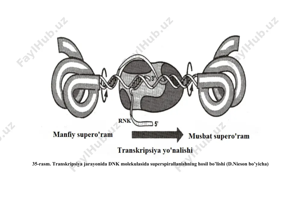 nish” xususiyati bo’lganligi uchun, mazkur xatolikning biologik ahamiyati jiddiy bo’lmaydi. rnk molekulasining elongatsiyasi rnk-polimeraza fermentining dnk matritsadagi terminirlovchi nukleotid qatoriga borguncha davom etadi. xuddi joyda rnk molekulasining uzayishi to’xtab, transkript va rnk-polimeraza dnk-matritsadan ajraladi. terminatsiya jarayonida vodorod bog’lari bilan bog’langan vaqtinchalik juftlik -dnk-rnk gibridlar bir-birlaridan ajraladilar. dnk molekulasidagi transkripsiyani to’xtatuvchi zanjirni terminator deyiladi. u yer o’ziga xos nukleotid qatorini tutib-stop-belgilovchi joy deb nomlangan. prokariot terminatorlarida qo’sh zanjirli palindrom deb ataluvchi qismlar mavjud. palindromli nukleotid qatorlari ikkita qarama-qarshi tomonli nukleotidlar bir xil joylashadi. 5' – ggtatsts – 3' 3' – tstsatgg – 5' shunday qaytariladigan nukleotidlar qatori rnk sintezida “shpilkalarni” yoki dnkda esa o’zaro kesishgan ikki chiziqdan iborat – xochlarning shakllanishiga sababchi bo’ladi. bunday shpilkalar terminatorlik vazifasini o’tab, ular tarkibida g-s juftlari ko’p uchraydi. dnk molekulasidagi promotordan terminatorgacha bo’lgan masofani transkriptonlar deb ataladi. ta’kidlash lozimki, dnk molekulasining hammasi transkripsiyada ishtirok etmay, balki, ma’lum qismlari qatnashadi. informatsion rnkning transkripsiyasi boshqa rnklarning sintezidan …