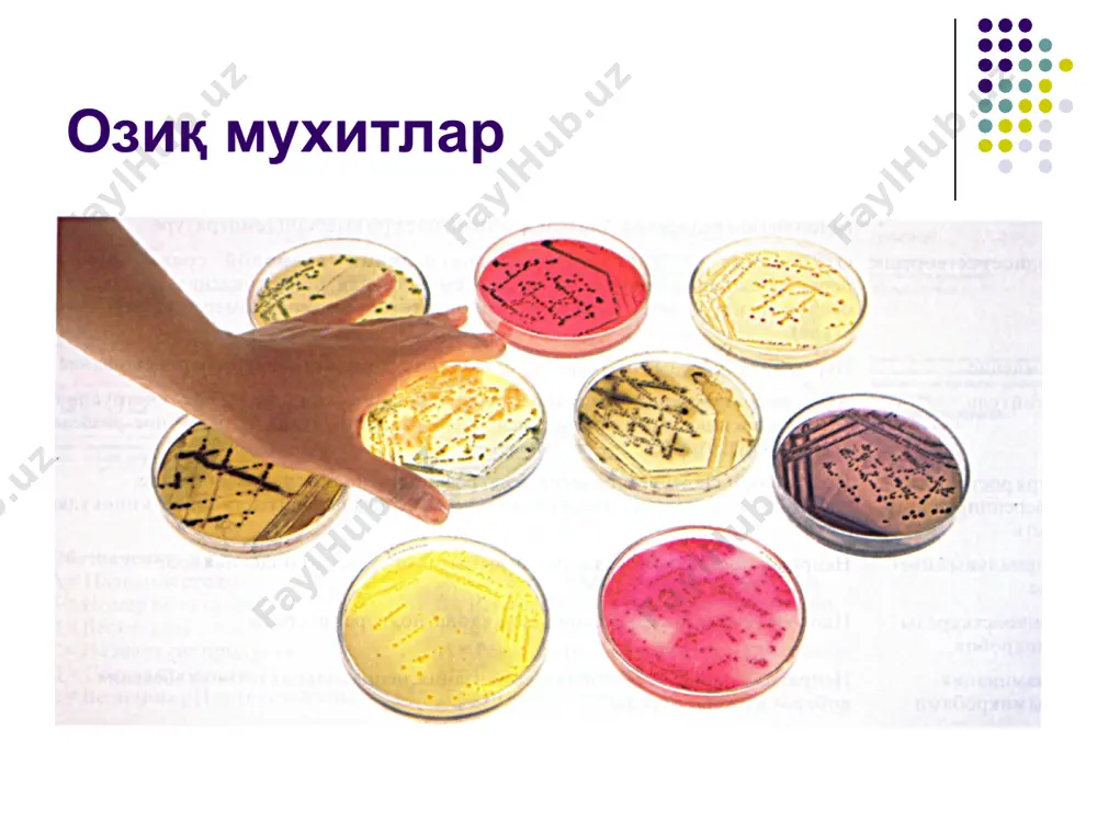 электив мухит булиб, бошка микробларга нисбатан жуда тез купаяди. мухитнинг ишкорий реакцияси, вабо вибри- онининг усишига тускинлик килмайди, лекин бошка микроорга- низмдарнинг усишини секинлаштиради. ишкорни агар (иа). каттик, мухит: озик, агар, рн 7,8. олдинги мухитта ухшаш, вабо вибрионига электив хисобланади. мюдлер мухити. тиф-паратиф бактериялар учун электив хи- собланади, чунки удар ичак таёкчасига нисбатан тетратионат натрийга (бу бирикма озик, бульонга люголь эритмаси ва натрий гипосульфит кушилганда хосил булади) деярли чидамли. тухум саригининг тузли агари (тста). мухитнинг таркиби- да натрий хлорид юкори концентрацияда (8-10%) булади. бу эса, стафилококкнинг усиши учун тускинлик килмай, балки мухитни шу микроб учун электив холатга келтиради. мухит лецитовител- лаза хосил киладиган стафилококкларни шундай фермент ажрат- майдиган стафилококклардан фарк, килишга ёрдам беради. шу мухитда лецитовителлаза мусат микроб колониялари атрофида садаф рангли халка хосил булади (фермент товук, тухуми сариги- дати лецитинни парчалайди, шунинг учун эритилган ва 45°с гача совитилган озик, тузли агарга тухум сариги кушилади) image3.jpg image2.jpg image5.jpg image1.jpg image4.jpg …
