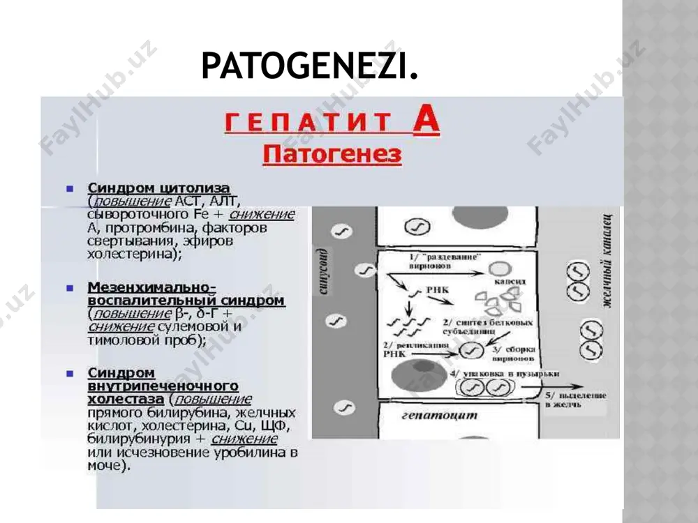 adi, pti 50-60% gacha tushib ketadi. timol sinamasi juda ortib, fermentlar faolligi 15-30 martadan ham ortadi. kasallik o‘tkir kechib, cho‘zilib kechish deyarli kuzatilmaydi. sariqsiz shakli. bu shaklining o‘ziga xos belgisi – kasallik boshidan oxirigacha teri va skleralarda sariqlik bo‘lmasligidir. qolgan belgilar sariqlik shaklidan farq qilmaydi. qisqa vaqtli isitmalash, ishtaha pasayishi, holsizlik, lanjlik, ko‘ngil aynishi, hatto qusish bo‘lishi mumkin. bu belgilar faqat kasallikning birinchi kunlarida kuzatilib 3-5 kundan oshmaydi. sariqsiz shaklining asosiy belgisi jigar kattalashib, qattiqlashishi, og‘rishidir. taloq kattalashishi, ba’zida peshob qizarishi va axlati biroz oqarishi mumkin. qonda doimiy alt, ast, f-1-fa va boshqa fermentlar oshishi kuzatiladi, timol sinamasi va b -lipoproteidlar ortadi. ko‘pincha bog‘langan bilirubinning 1,5-2 marta oshishi kuzatiladi. sariqsiz shakli 20% gacha bolalarda uchraydi. bilinar-bilinmas shakli asosiy belgilarining, jumladan sariqlikning ham kuchsiz ifodalanishi va bir necha kundan keyin yo‘qolishi bilan izohlanadi. boshlang‘ich davri belgilari ham kuchsiz. ko‘pincha isitmalash, holsizlik, injiqlik, ishtaha pasayishi bo‘lmaydi, lekin ba’zida kuzatiladi. sariqlik davrida zaharlanish …