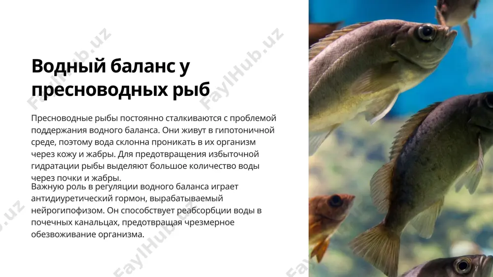 водно-солевого баланса и терморегуляции. они помогают организму адаптироваться к изменениям температуры окружающей среды. 10 водный баланс у наземных позвоночных наземные позвоночные, такие как пресмыкающиеся, птицы и млекопитающие, сталкиваются с постоянной угрозой потери воды из-за высокой температуры и низкой влажности окружающей среды. для поддержания водного баланса они используют различные физиологические механизмы. пресмыкающиеся могут задерживать воду, снижая скорость испарения через кожу. птицы экономно расходуют воду, выделяя жидкие экскременты с высокой концентрацией мочевой кислоты. млекопитающие регулируют водный баланс с помощью потоотделения, питьевого поведения и антидиуретического гормона. 11 особенности водного обмена у млекопитающих млекопитающие демонстрируют уникальные адаптации для поддержания водного баланса в разнообразных средах обитания. они используют сложные механизмы регуляции, включая потоотделение, концентрирование мочи и питьевое поведение. например, верблюды могут сохранять воду, снижая частоту мочеиспускания и выделяя высококонцентрированную мочу. северные олени адаптированы к холодной среде, сокращая потерю воды через дыхание. 12 методы исследования водного обмена измерение потребления воды мониторинг приема воды животными с помощью …