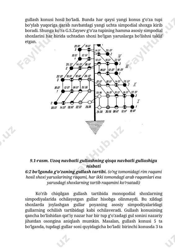 i, ikkinchi konus ikkinchi yarus shoxlarining birinchi bo’g’im gullarini, uchinchi konus shoxlari birinchi bo’g’im gullarini, ikkinchi bo’g’im gullari ikkinchi bo’g’im va birinchi yarus shoxlarining uchinchi bo’g’im gullarini hosil qiladi va hokazo (9.1-rasm). shunday qilib, g’o’za tupi bo’ylab yuqoriga va atrofga qarab gullagani uchun, har qaysi uzoq navbat bilan gullash mobaynida navbatdagi gullash konusi hosil bo’ladi. bunda har qaysi yangi konus g’o’za tupi bo’ylab yuqoriga qarab navbatdagi yangi uchta simpodial shoxga kirib boradi. shunga ko’ra g.s.zaysev g’o’za tupining hamma asosiy simpodial shoxlarini har birida uchtadan shoxi bo’lgan yaruslarga bo’lishni taklif etgan. 9.1-rasm. uzoq navbatli gullashning qisqa navbatli gullashiga nisbati 6:2 bo’lganda g’o’zaning gullash tartibi. (o’ng tomonidagi rim raqami hosil shoxi yaruslarining raqami, har ikki tomondagi arab raqamlari esa yarusdagi shoxlarning tartib raqamini ko’rsatadi) ko’rib chiqilgan gullash tartibida monopodial shoxlarning simpodiyalarida ochilayotgan gullar hisobga olinmaydi. bu xildagi shoxlarda joylashgan gullar poyaning asosiy simpodiyalaridagi gullarning ochilish tartibidagi kabi ochilaveradi. gullash konusining qancha bo’lishidan …