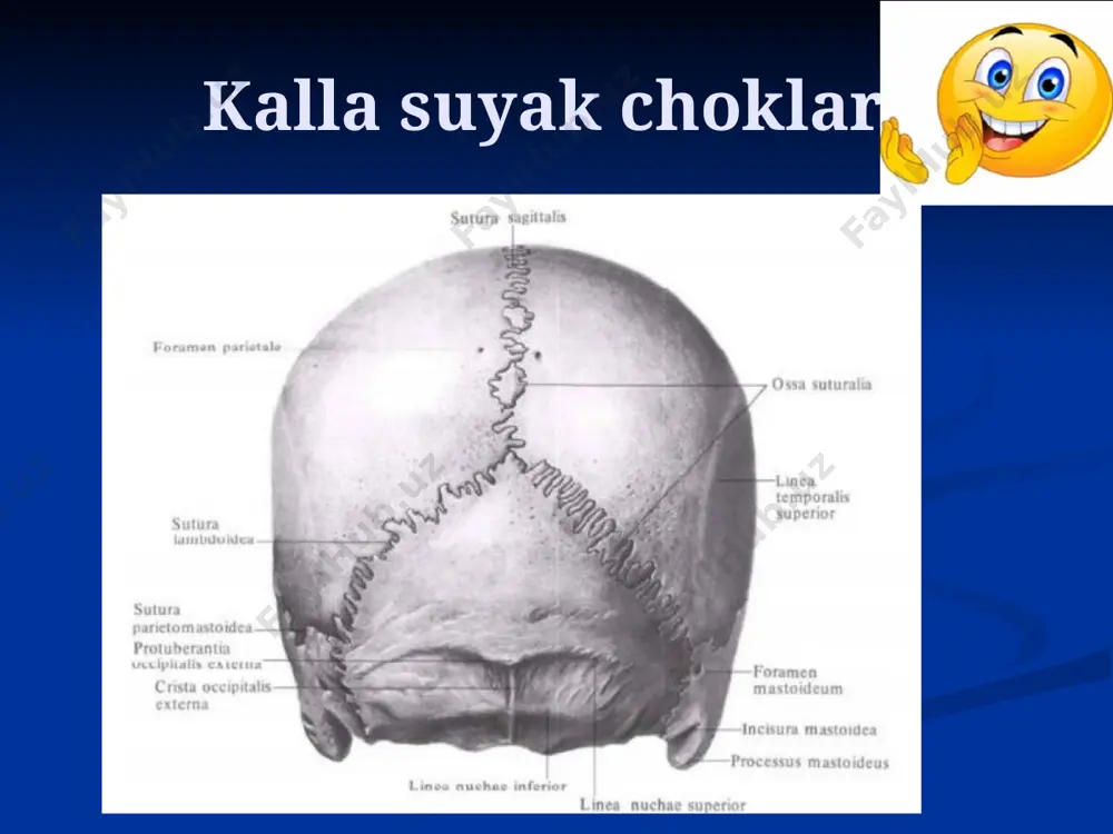 ashadi. ko’z kosasi chegaralanga: medial tomondan – burun bo’shlig’i, yuqoridan – kallaning oldingi chuqurchasini tegishli qismi, tashqaridan – chakka chuqurchasi, pastdan – yuqorigi jag’ pazuxasi. ko’z kosasi-orbita yuqorigi devor, paries superior, peshona suyagining ko’z kosasi qismidan, orqa qismi esa – ponasimon suyakning kichik qanotidan tuzulgan. bu ikkala suyakning orasida ponasimon-peshona choki, sutura sphenoforntalis, joylashgan. xar ikkala kichik qanotning ildizida ko’ruv nervi va qon tomirlari o’tuvchi ko’ruv kanali, canalis opticus, ko’rinadi. yuqorigi devorning old qismida, uning lateral burchagiga yaqin joyda ko lacrimalis, qirg’oqdan ichkarida va oldinda esa’zyosh bezining chuqurchasi, fossa glandulae – g’altak chuqurchasi, fovea trochlearis, va g’altak qiltanog’i, spina trochlearis, joylashgan. ko’z kosasi-orbita kosaning lateral devori, paries lateralis orbitae, orqa qismi ponasimon suyak katta qanotining ko’z yuzasidan, oldinda esa – yanoq suyagining ko’z kosasi yuzasidan tashkil topgan. bu suyaklar orasidan ponasimon-yanoq choki, sutura sphenozygomatica, o’tadi. yuqorigi va yon devor bir biridan ponasimon suyakning katta va kichik qonotlari orasida joylashgan yuqorigi …