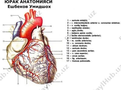 yurak anatomiyasi — PPTX