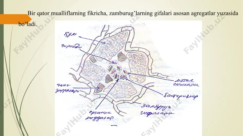 og’liq bo’ladi. gazlar almashinuvining tezligi tuproqning kuchli namlanishi natijasida 1 muncha susayadi. микроорганизмлар активлиги ва уларнинг турли ҳамжамоаларининг пайдо бўлишида бир қатор табиий ва антропоген омиллар таъсир қилади. уларнинг ичида тупроқнинг харорати, намлиги, ҳаво режими, оксидланиш-қайтарилиш потенциали, (кислоталили) муҳит кўрсаткичи ва механик хусусияти ҳамда биотик омиллар муҳим аҳамият касб этади. тупроқ ҳарорати тупроқнинг ҳарорати йил мавсуми ва географик зонага боғлиқ бўлади. бундан ташқари суткалик хароратининг ўзгариши ҳам мавжуд бўлиб, тупроқнинг юза қатламига катта таъсир кўрсатади. бир хил зонадаги тупроқларнинг ҳарорати режими тупроққа инфрақизил нурининг тушиши ва ҳароратнинг чиқиши шу жойдаги ўсимлик қоплами кабиларга боғлиқ бўлади. микроорганизмлар ҳароратга бўлган муносабатига кўра психрофиллар яъни паст ҳароратда ҳаёт кечирувчи, мезофиллар –ўртача ҳароратда ҳаёт кечирувчи, термофиллар-юқори хароратда хаёт кичирувчиларга бўлинади. тупроқда учрайдиган асосий микроорганизмлар мезофиллар хисоланади. тупроқда мезофил микроорганизмларнинг оптимум ва максимум ҳарорати иқлимга қараб фарқ қилади. жануб тупроқларда учрайдиган бактерияларнинг оптимум ва максимум харорати юқори бўлади. тупроқда нитратларнинг тўпланиши ҳароратга боғлиқ бўлиб, қуйидаги …