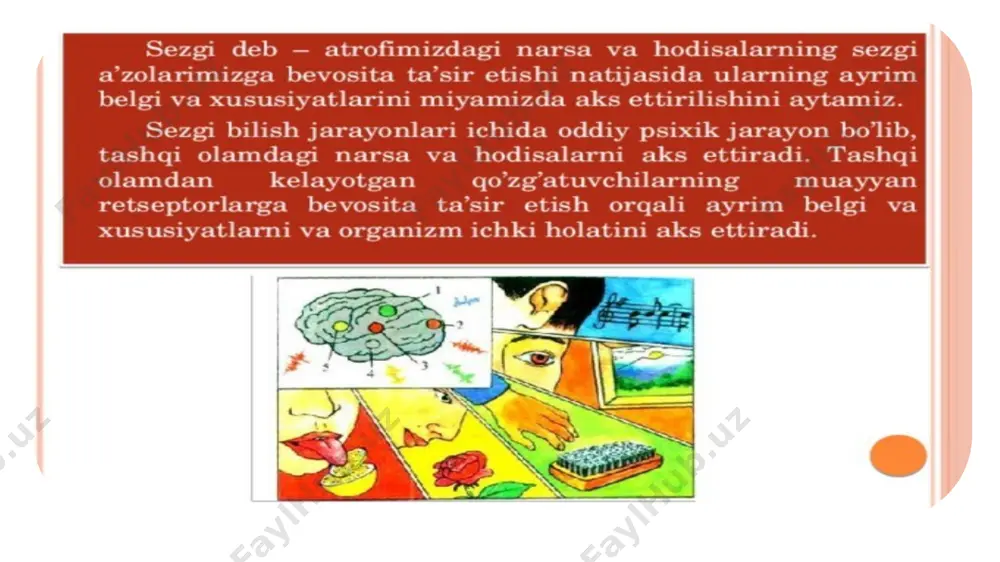 holatlarida ifodalanadi. adaptatsiya (lotincha, adapto-moslashmoq) bu sezgi a’zolarining taassurot kuchiga moslashuvi natijasida muayyan sezgilarning o’zgarishi. adaptatsiya hodisasida sezgirlik ortishi yoki kamayishi mumkin. m:sovuq suvda cho’milganda, issiqqa, hidlarga… adaptatsiya uch xil xususiyatli manba ta’sirida vujudga keladi: 1. qo’zgatuvchilarning davomli ta’siri jarayonida sezgirlik to’la yo’qolishi mumkin. m: teriga biror narsa doimiy tegib tursa, bora bora u narsa sezilmay qoladi. yoqimsiz hidli biror joyga kirib, uzoq turib qolsak, birozdan so’ng bu hidni batamom sezmay qolamiz. 2. kuchli qo’zg’atuvchining ta’sirida ham sezgilar zaiflashadi. m: qol muzdak suvga tiqib turilganda doimiy sovuq qo’zg’atuvchi ta’sirida yuzaga kelgan sezgining intensivligi pasayadi. qorong’iroq joydan juda yorug’ joyga kirib qolsak, avval “ko’r” bo’lib, atrofdagi narsalarni ajrata olmaymiz, keyin sezgilar mo’tadillashadi. bu ikki turdagi adaptatsiya psixologiyada “negativ adaptatsiya” deyiladi. 3. sezgirlikning kuchsiz qo’zg’atuvchi ta’sirida ortib borishi, bu pozitiv adaptatsiya deyiladi. m: qorong’ida ko’rish sezgirligi ortadi. doimiy ukol olsa moslashishi. sinesteziya ikki sezgining yaxlit bir sezgi bo‘lib qo‘shilishi demakdir. sinesteziyaning ko‘proq …