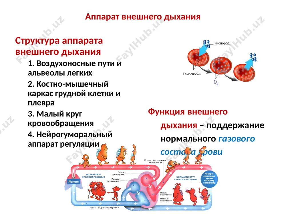ие жел жел прямо отражает степень рестрикции т.е. проблема - вдох клинически при рестриктивной гиповентиляции: • глубина вдоха снижена • выдох укорочен • чд увеличена все это вместе – «короткое» дыхание (поверхностное) • не могут при вдохе разорвать нитку, завязанную вокруг грудной клетки одышка и цианоз появляются приблизительно в одно время, в связи с чем больные получили название «синие одутловатики» «розовые пыхтелки» «синие одутловатики» причины гиповентиляции таким образом, в основе альвеолярной гиповентиляции могут лежать обструктивные или рестриктивные нарушения нарушения механизмов регуляции внешнего дыхания нарушения деятельности дыхательного центра нарушения его афферентных и эфферентных связей нейрогуморальная регуляция дыхания нарушения деятельности дыхательного центра причины: травмы опухоли кровоизлияния в область продолговатого мозга энцефалиты отек мозга интоксикации этанолом, наркотическими препаратами и др. нарушения афферентных и эфферентных связей дыхательного центра недостаток возбуждающей афферентации - при отравлении этанолом, передозировке наркотических анальгетиков, барбитуратов, транквилизаторов и т.п. избыток тормозящей афферентации - при сильной боли в области грудной клетки (при …