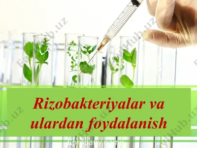 rizobakteriyalar va ulardan foydalanish — PPTX
