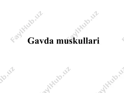 gavda muskullari — PPT