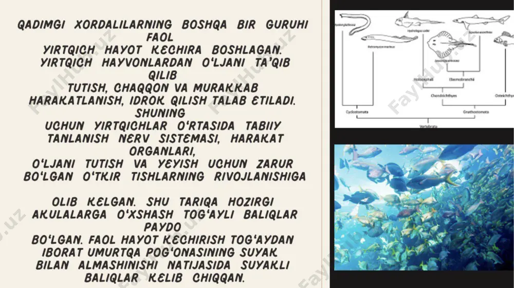 hayvonot dunyosi evolutsiyasi - Page 5