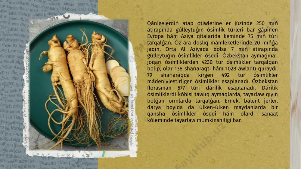barıwı hám olardı úyreniw tek óz medicinaında áyyemginen dástúriy túrde kóplegen dárivor ósimlikler qollap kelgen mámleketler (indiya, kitay, vetnam, birma, filipgaga, arab mámleketleri, basqa qublası - sharqiy aziya mámleketleri, afrika mámleketlerinde) kek emes, bálki ximiyalıq sintez jolı menen kóplegen dáriler alıwı múmkin bolǵan ximiya-farmacevtika sanaatı jaqsı rawajlanǵan mámleketlerde de gúzetilip atır. photo by kadarius seegars on unsplash dástúriy medicinada dárilik ósimliklerge bolǵan qızıǵıwshılıqtıń asıp barıwın tómendegi sebepler menen túsindiriw múmkin: 1.uzaq waqıt dawamında úzliksiz túrde hár qanday sintez jolı menen alınǵan (sintetik) dárivor preparatlarni tutınıw qılıw ayırım organlar funksiyası (atqaratuǵın jumısı) hám dúzilisin túrli buzılıwlarǵa alıp keletuǵın derek ekenligi anıq bolıp qaldı.mısalı, batısda ayırım uyqı dárilerdi qabıllaw menen baylanıslı bolǵan mayıp balalardıń tuwılıwı, ayırım dárilerdiń rak keselligi baslawshısı bolıwı (konserogenligi), uzaq waqıt dawamında antibiotiklarni qabıllaw nátiyjesinde kelip shıqqan mikoz esellikleri, devinkan preparatini kóp qabıllaw nátiyjesindegi jınıslıq panasızlıq hám basqalar sintetik dárilik preparatlarni sistematik túrde kóp qabıl qılıwdıń tásirlerinen bolıp tabıladı. …