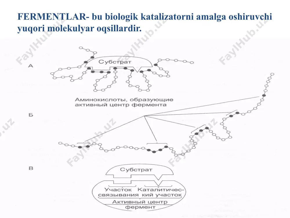absolyut-gurux spetsifikligi (bir xil tipdagi tuziliga ega bo’lgan substratlar) . nisbiy gruppa spetsifikligi. sterokimyoviy spetsifikligi. nisbiy spetsifiklik. rasm 16.13.ferment yuzasidagi kichik joy faol markaz deyiladi va bu faol markaz da ferment ma`lum bir substratlarni o`ziga hos reaksiyalarni kkatalizlaydi. nega fermentlar faqat ma`lum bir substratlarni reaksiyalarini katalizlaydi? kofaktorlar: metall ionlari (katalizda qatnashadi,bog’lovchi vazifa, uchlamchi qurilishni mustaxkamlaydi). vitaminli:tiaminli (tmf, tdf, ttf), flavinli fad, fmn) pantotenatli (koa, defosfo-koa,1-fosfopatontanat) nikotinamidli (nad, nadf), piridoksinli (palf, pamf), flavinli (tgfk), kobamidli (metilkobalamin, dezoksikobalamin), xinonli (ubixiron, plastoxinon) va karnitinli (karnitin). vitamin bo’lmagan: nukleotidli (udfgk), fosfomonosaxaridli (glyukoza-1,6-difosfat 2,3 difosfoglitserat), metalloporfiminli (gemlar, xlorofillar) va peptidli (glutation) bo’linadi. kofaktorlarning asosiy vazifasi: oqsilning uchlamchi qurilishini оzgarishi va ferment xamda substrat orasida komplementarlikni yaratish; reaksiyada yana bir substrat sifatida qatnashish (donor, akseptor sifatida qatnashish). lizotsimning faol markazidagi asosiy aminokislotalar mixaelis konstantasi (km) ferment substrat bilan tоyingan paytda voqvmax ferment substrat bilan 50% tоyinganda voq1g’2 vmax mixaelisa-menten tenglamasi bоyicha: vmaxg’2 q vmax[s]g’km q [s], …