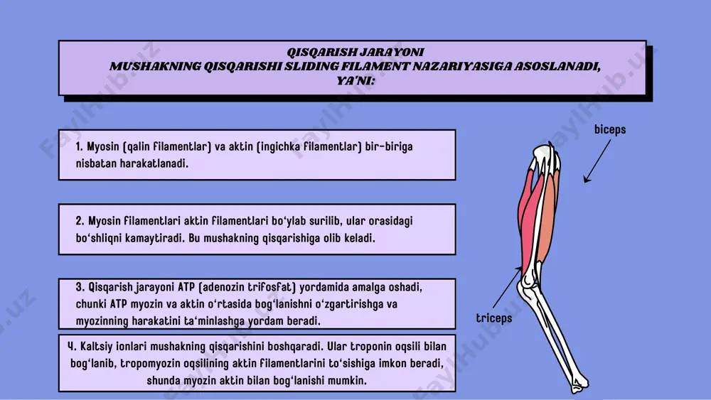 ayonlarini qo'llab-quvvatlaydi. umurtqalilarda koʻndalang targʻil muskullari qisqarish jarayoni umurtqalilarda koʻndalang targʻil muskullari (m. transversus abdominis) qisqarishi, asosan, tana pozitsiyasini barqarorlashtirishda va ichki bosimni tartibga solishda muhim rol o'ynaydi. bu mushaklar qorin bo'shlig'ida joylashgan bo'lib, ichki organlarni qo'llab-quvvatlash, nafas olish, va harakatlarni amalga oshirishda ishtirok etadi. 1. qisqarish (kontraksiya): koʻndalang targʻil mushaklari qisqarganda, ular qorin bo'shlig'ining old va orqa tomonlarini tortib, ichki bosimni oshiradi. bu ichki organlarni joyida ushlab turish va ularni himoya qilishga yordam beradi. koʻndalang targʻil mushaklari qisqarishi jarayoni quyidagicha kechadi: mushak qisqarishi tufayli, qorin bo'shlig'idagi ichki bosim oshadi. bu, nafas olish jarayonida, ayniqsa qo‘zg‘aluvchan nafas olish harakatlarida (masalan, jismoniy mashqlar yoki og‘ir yuklarni ko‘tarish paytida) muhim ahamiyatga ega. 2. ichki bosimning oshishi: mushak qisqarishi tana pozitsiyasini va umurtqa pog'onasini barqarorlashtiradi. bu nafaqat harakatda, balki odatdagi turish va o'tirish holatlarida ham yordam beradi. 3. barqarorlikni oshirish: mushak qisqarishi qorin bo'shlig'ida bosimni oshiradi, bu esa diafragma bilan birgalikda nafas olish …