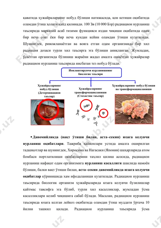 ртади. биологик организмлар радиацион нурланиш таъсирига чидамлилик хусусияти бўйича ўзаро фарқланади. масалан, радиацион нурланиш таъсирида 30 сутка давомида нурлантирилган ҳайвонларнинг 50% қисми нобуд бўлиши қайд қилинувчи радиация қиймати – денгиз чўчқаси учун – 250 рентген, ит учун – 335 рентген, маймун учун – 600 рентген, сичқонлар учун – 550–650 рентген, илон учун – 8000–20000 рентген га тенг ҳисобланади. шунингдек, айрим ачитқи турлари 30 000 рентген, амёба – 100000 рентген, инфузория – 300000 рентген радиацион нурланиш таъсирида нобуд бўлиши аниқланган. ўсимлик турлари орасида карам ўсимлиги уруғлари унувчанлигига 64000 рентген нурланиш сезиларли салбий таъсир кўрсатмаслиги қайд қилинган... радиацион нурланиш таъсирига сезгирлик (радиосезгирлик) – бу ҳужайра, тўқима ва биологик организмнинг ионлаштирувчи нурланиш таъсирига кўрсатувчи жавоб реакциясининг намоён бўлиш даражаси ҳисобланади. радиосезгирлик ўлчов бирлиги сифатида нурланиш дозаси (гр) қийматидан фойдаланилади. радиосезгирлик хоссаси биологик турларда ва шунингдек, организмларда якка тартибда ўзаро фарқланади. турли хил биологик турларнинг радиосезгирлик хоссасини ўзаро солиштиришда қийматидан фойдаланилади. – радиацион нурланиш …