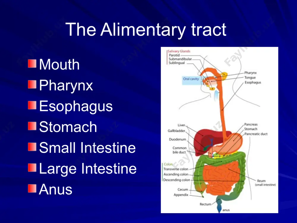on larger diameter, but shorter (5 ft) water is absorbed from the undigested food making the waste harder until it becomes solid. waste stays for 10 – 12 hours. 23 large intestine 24 large intestine waste is pushed into the expanded portion (rectum) of the large intestine. solid waste stays in the rectum until it is excreted through the anus as feces. appendix hangs on the right side of the large intestine. 25 accessory organs produce or store enzymes that helps in digestion. liver largest gland of the body stores vitamins a,d,e,k stores sugar and glycogen produces bile (watery, greenish substance) secretes bile to the gall bladder via the hepatic duct and cystic duct. 26 accessory organs gall bladder stores bile in between meals secretes bile to the duodenum through the bile duct during mealtime. bile contains bile salts, pigments, cholesterol and phospholipids. bile is an emulsifier not an enzyme. …