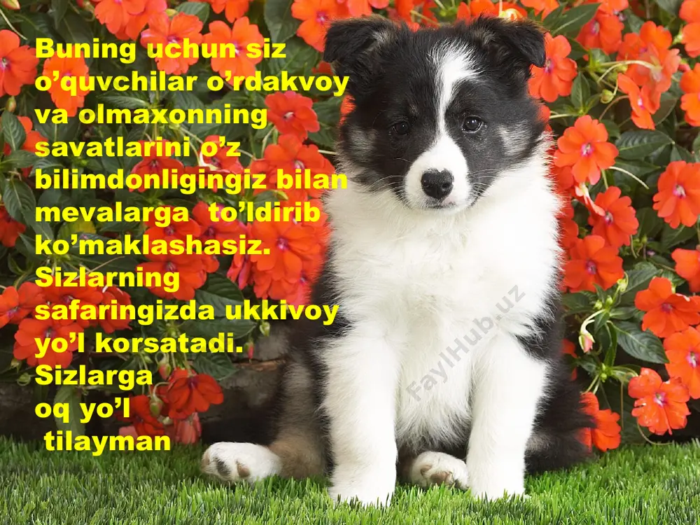 chi parenxima hujayralari ksilema floema floema tuproqdan so‘rib olingan suv va unda erigan oziq moddalar shu naychalar orqali yuqoriga, ya’ni ildizdan poya, shox va barglargacha ko‘tariladi. bundan tashqari, yosh ildiz uzunasiga kesib qaralsa, unda bir-biridan aniq farq qiladigan to‘rtta qismni ko‘rish mumkin. ildizning uchini ildiz qinchasi o‘rab turadi. makkajo‘xorining ildizi poyadan atrofga 2 m, bosh piyozniki 60–70 sm gacha yoyiladi. makkajo‘xorining 1 mm2 so‘rish qismida 700 ta ildiz tukchalari bo‘ladi. meni ko’rib qo’rqmanglar siz o’quvchilarga yomonlik qilmayman faqat 1 ta masalani yecha olsangizlar sizlarga yo’l beraman.unda eshitinglar makkajo‘xorining 1 mm2 so‘rish qismida 700 ta ildiz tukchalari bo‘lsa, 1 sm2 so‘rish qismida nechta ildiz tukchalari bo‘ladi? 1mm=1sm ana endi manzilga oz qoldi. undan oldin savatcham-dagi savollarga javob bering.har bir to’g’ri javob uchun 1 tadan gul beraman salom o’quvchilar mana shu yergacha yetib kelishingizda uchragan barcha jumboqlarni zukkolik bilan yechdilaringiz va o’radakoy va olmaxonga yordam berib , do’stlik nima ekanligini yana bir …