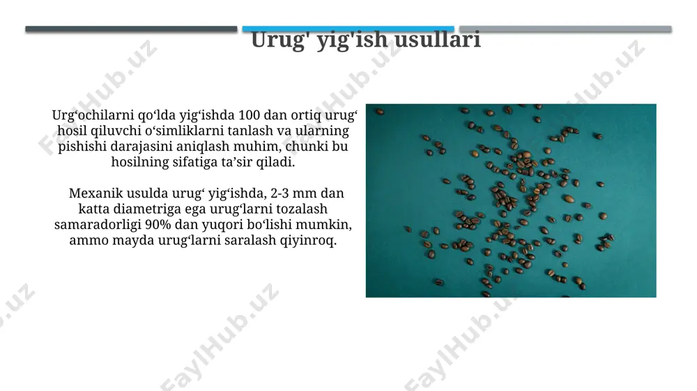 'liq holda 70-85% gacha yetishi mumkin. ba'zi o'simliklarning urug'lari, masalan, dukkaklilar oilasiga mansublar, 1 grammida 200 dan ortiq urug' bo'lishi mumkin, bu esa ularning ko'payishini ta'minlashda yuqori samaradorlikni bildiradi. qo'lda urug' yig'ish qo'lda yig'ilgan urug'larning taxminan 20%i nopokliklar va shikastlangan urug'lardan iborat bo'lishi mumkin, shuning uchun tozalash jarayoni muhim ahamiyatga ega. urug' yig'im-terimining samaradorligini oshirish uchun, 5-10 kishidan iborat guruhlar shakllantirilib, har bir kishiga aniq maydon ajratiladi. e'tiboringiz uchun rahmat @taqdimot_robot image1.jpg image2.jpg image3.jpg image4.jpg image5.jpg image6.jpg image7.jpg image8.jpg image9.jpg image10.jpg image11.jpg image12.jpg image13.jpg image14.jpg image15.jpg image16.jpg image17.jpg