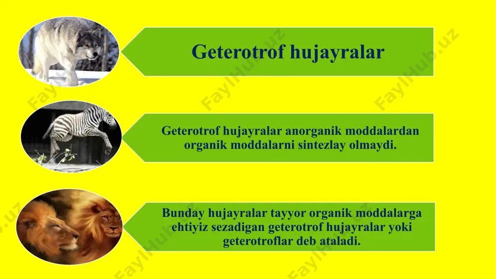hujayraning oziqlanishi - Page 5