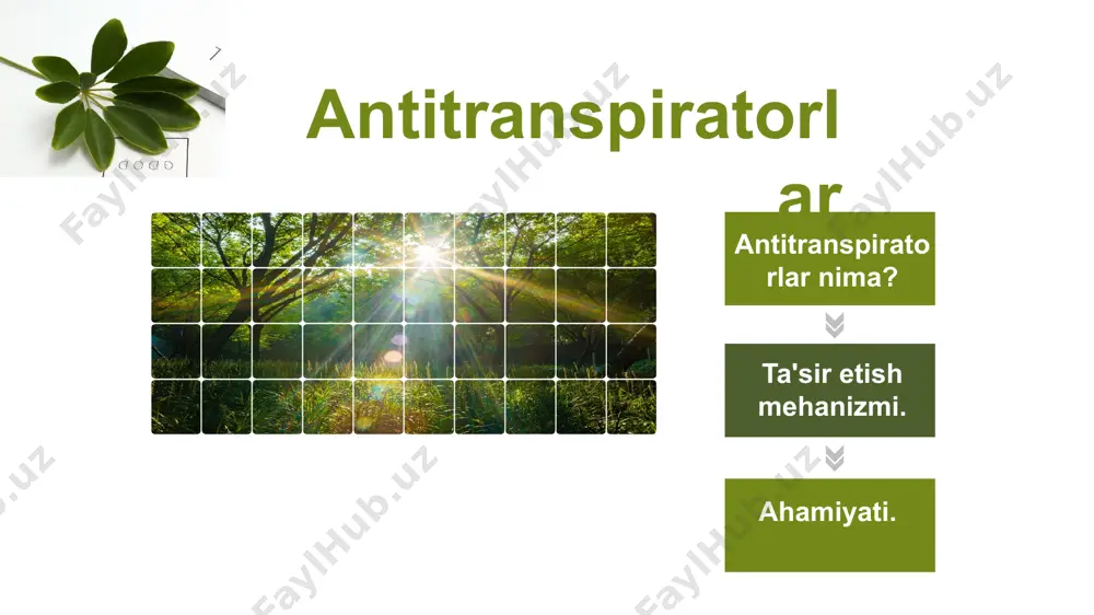 ni oladi. antitranspiratorlar pinolene slikon asosli antitranspiratorlar kaolin tuproq moddalari quyoshdan himoya qatlami hosil qiladi va qizib ketishdan saqlaydi. mum moddalar tabiiy va suniy mum moddalar barg yuzasiga surtiladi va taranspiratsiya kamayadi. lateks asosli antitranspiratorlar barg yuzasida yupqa plyonka hosil qiladi va transpiratsiyani kamaytiradi. suratdagi xona o'simligi ustida mavzuga oid tajriba otkazmoqchi bolib ,tabiiy transpiratsiya jarayonini aniqlash uchun unga salafan yopib issiq sharoitga qoydim.yuqoridagi suratda quruq salofan massi turibdi. o'simlikni bu holati issiq sharoitga qoyilgan vaqti .osimlik 25.11.24 kuni soat 13:30 da tajribaboshlandgandagi holati. bu holati esa 26.11.24 kun soat 14:00 dagi.salofan ichki yuzasida suv tomchilari korinib turibdi.yuqoridagi suratda transpiratsiyadan song salafan massi korinib turibdi. transpiratsiya miqdorini aniqlaymiz 3,2-0,8=2,4 g .24,5 soatda buglangan suv miqdori. bu mavzu amaliy bajarish mumkin bolgan topshiriq edi.ammo topshiriqni samarali amalga oshiriladigan vaqtni boy berdim.hozir qish mavsumida tabiiy transpiratsiya jarayoni deyarli toxtagan.antitranspiratorlar qollash esa natija bermaydi. thank you for watching image1.jpeg image2.jpeg image3.png image4.png image5.jpeg …