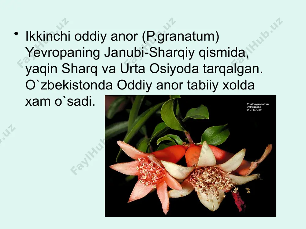 anordoshlar-punicaceae oilasi - Page 4