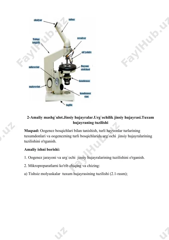 uskalar tuxum hujayrasining tuzilishi (2.1-rasm); 2.1. rasm.tayyorlanishi 1. tishsiz molyuskalar tuxum hujayrasi. (gematoksilin bilan bo'yalgan -eozin): 1 - qobiq; 2 - sitoplazma; 3 - xromatin; 4 – epiteliy hujayra. ushbu namunada tishsiz tuxumdonning bir qismi ko'rsatilgan. gametogenez turi yakkadir. mikroskopni past kattalashtirishda izolesital oositlar bilan katta follikullar ko'rinadi. ular nisbatan qalin devorga ega bo'lib, ixcham yirik yadroli silindrsimon sariq hujayralardan iborat, qizil rangga bo'yalgan sitoplazma. bu hujayralar orasida birinchi tartibli oositlar mavjud. vitellogenezning katta o'sishi davrida, oogenezning o'sish bosqichida, oosit hajmi kattalashib, follikulaning bo'shlig'iga qarab harakatlanadi, uning sitoplazmasi oksifil bo'ladi yuqori kattalashtirishda birinchi tartibdagi oosit noziklikni ko'rsatadi. tishsiz molyuska tuxum hujayrasini chizish va uning tarkibiy qismlarini aniqlash. b) baqa tuxumi (2.2-rasm); 2.2. tayyorlanishi 2. baqa tuxumlari (gematoksilin-eozin bilan bo'yalgan): 1 - birlamchi membrana, 2 - follikulyar membrana, 3 - kuchaytirilgan yadrolar. ushbu preparatda qurbaqa tuxumdonining bir qismi, oositlar oogenezning katta o'sishining turli bosqichlarida ko'rinadi, ular lümenga yaqinroq va oogoniyalar - …