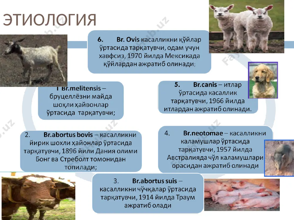 у белгини бир кун ичида бир неча маротаба қайтарилишини кузатиш мумкин. кечқурунлари эса бемор бот-бот терлайди. бир кечани ўзида бир неча марта ич кийимини алмаштиришга тўғри келади. иситма юқори бўлганда ҳам иштаҳа, уйқу унчалик бузилмайди. беморни аҳволи қониқарли даражада бўлади, меҳнат қобилиятини сақлаб туради. бемор кўздан кечирилганда жағ ости, қўлтиқ ости, чов ва бошқа лимфа тугунлари катталашганлиги аниқланади. йирик буғимларда кўчиб юрадиган оғриқ пайдо бўлади. жинсий аъзоларнинг фаолияти ҳам бузилади. септик-метастазли тури таянч ҳаракат тизими томонидан бўладиган ўзгаришлар артрит, бурсит, сакроилеит, гоҳида йирик бўгимларни шиши, уларда ҳаракатни чегараланиши ва оғриқ билан ўтиши кўрилади. орқа умуртқа поғонаси томонидан эса спондилоартрит, спондилоартроз каби белгилар намоён бўлади. миозит, миалгия, тендовагинит, фиброзит, целлблит юзага келади. эркакларда орхит, эпидимит, орхоэпидимит; аёлларда эса ҳайзнинг бузилиши, бола тушиши, холсизлик намоён бўлади.касалликнинг ўткир ости шаклида тана ҳароратининг тўлқинсимон кечиши, бутун аъзо ва системалар фаолиятининг бузилиши билан кечиб 3 ойгача давом этиши мумкин. уткир септик - метастатик шаклининг заралашлари …