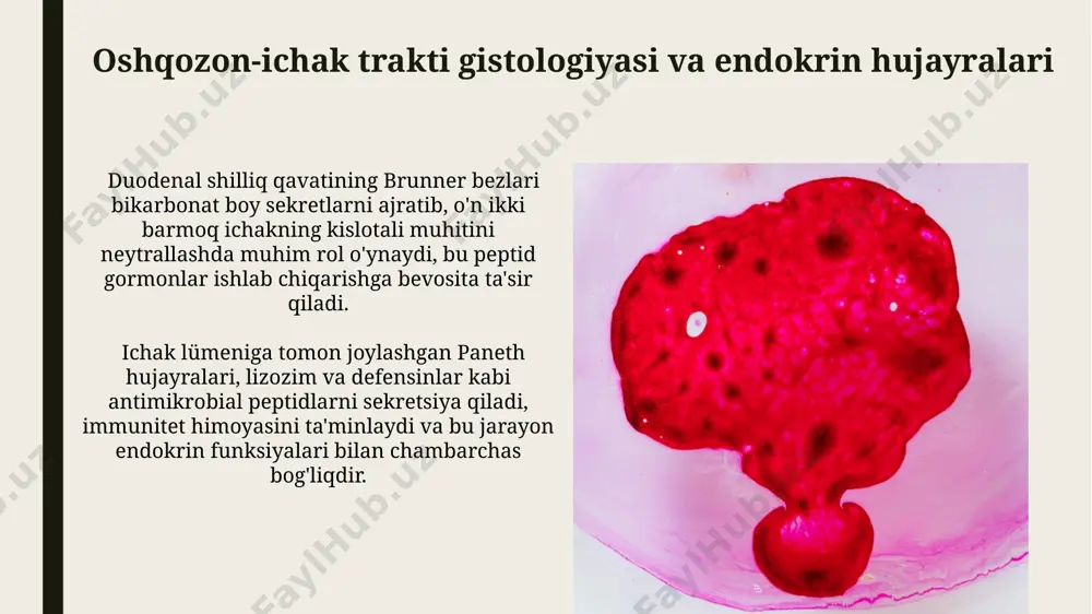 erulosa zonasining hujayralari mayda, silindrsimon va mineralokortikoidlar, xususan, aldosteron ishlab chiqarishda muhim ahamiyatga ega. yurak gistologiyasi va natriyuretik peptidlar yurakning morfologik o'zgarishlari, masalan, yurak yetishmovchiligi, natriyuretik peptidlarning ishlab chiqarilish darajasini va ularning sekretsiyasini o'zgartirishi mumkin, bu esa klinik ahamiyatga ega. natriyuretik peptidlar, xususan anp, qon hajmi va arterial bosimning ortishiga javoban yurak miokardida ishlab chiqariladi va buyraklarga ta'sir ko'rsatib, natriy va suv ajralishini oshiradi. gipofizning gistologiyasi: adenohipofiz adenohipofizda xromofob hujayralar ham mavjud bo'lib, ularning soni 50% ga yetishi mumkin va ularning funktsiyasi hali ham to'liq aniqlanmagan. adenohipofiz kapillyarlari fenestrali bo'lib, gormonlarning qonga oson o'tishiga imkon beradi va portal tizim orqali gipotalamus bilan o'zaro bog'liq. periferik endokrin sistema organlarining o'zaro ta'siri buyrak usti bezlari tomonidan chiqariladigan kortizol, 20 dan ortiq turdagi gen ekspressiyasini o'zgartirib, qalqonsimon bez gormonlarining ta'sirini modulyatsiya qiladi. periferik endokrin bezlar, masalan, buyrak usti bezlari va qalqonsimon bezlar, o'zaro ta'sir orqali 3 ga yaqin gormonlarni birgalikda sintez qiladi va …