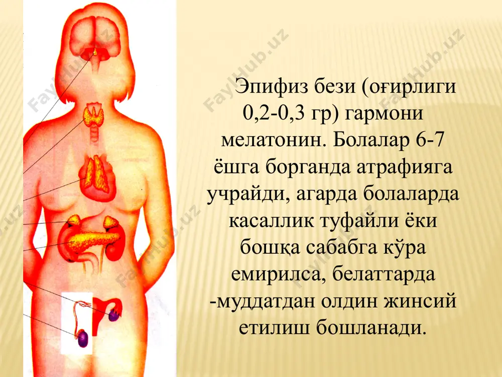 ichki sekretsiya bezlarining yosh hususiyatlari - Page 5