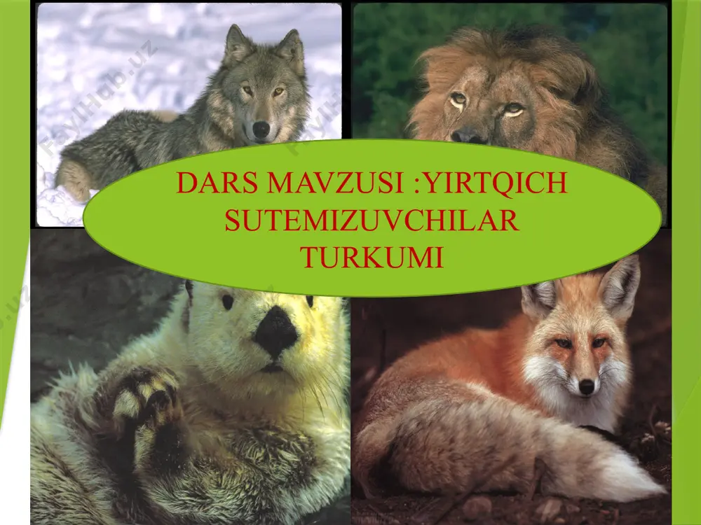 asi juda kuchli rivojlangan bo’lib, ular yirtqich tishlar deyiladi qoziq tishlar –o’ljani jarohatlaydi,terisini yirtadi oziq tishlar-o’ljani etini qirqadi yirtqich tishlari-suyaklarni g’ajiydi turkumga kiruvchi oilalar bo’risimonlar oilasi mushuksimonlar oilasi suvsarsimonlar oilasi ayiqsimonlar oilasi bo’rilar tulkilar yenotsimon it yo’lbars, to’qay mushugi arslon,silovsin,gepard bo’rsiq, suvsar,,qunduz, olaqo’zon latcha,norka qo’ng’ir ayiq oq ayiq b o’ r i kushli va chaqqon hidni yaxshi sezadi kunduzlari biror pana joyda bekinib yotadi kechasi ov qiladi uy hayvonlariga ham hujum qiladi urg’ochisi 3-4 tadan13 tagacha ko’zi yumuq jish bola tug’adi bolasi 35-40 kun onasini emadi ular 15 yilgacha umr ko’radi baquvvat,kuchli va epchil ajoyib ovchi har bir juft bo’ri oilasi muayyan maydonni egallab, uni qo’riqlaydi, oilalar orasidagi masofa 12-30 km uzoqlikda bo’ladi chiyabo’ri kechasi ovga chiqadi u yer yuzasida uya quradigan qushlar, ularning tuxumlari,sudralib yuruvchilar, kemiruvchilar, va hatto hasharotlar bilan ham oziqlanadi murdadan va mevalardan ham qaytmaydi. polizdagi qovunlarni g’ajib tashlaydi. xonadonlardagi parrandalarga ham hujum qiladi mo’ynasi unchalik qimmat …