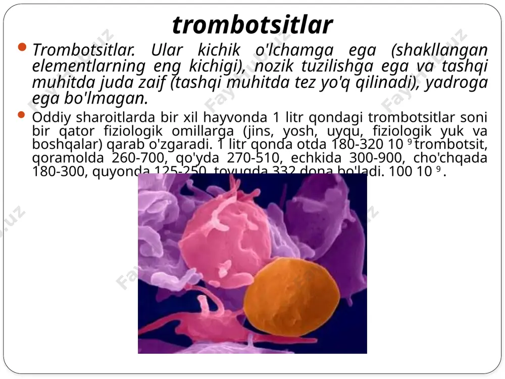 tsitlar kapillyarlarning endotelial hujayralarini oziqlantiradigan mikrotomirlarning tuzilishi va funktsiyasiga ta'sir qilishida namoyon bo'ladi; 3) tomir devorining tonusini tartibga solish - trombotsitlar granulalarida joylashgan serotonin va trombotsitlar agregatsiyasi jarayonida araxidon kislotasidan trombotsitlarda paydo bo'ladigan tromboksan a2 tufayli amalga oshiriladi; 02.10.2020 20:55 6 trombotsitlar 4) qon koagulyatsiyasi jarayonida ishtirok etish - trombotsitlar koagulyatsiyasi omillari tufayli amalga oshiriladi. trombotsitlar granulalarida joylashgan o'z trombotsitlar omillari va trombotsitlar membranasi yuzasida adsorbsiyalangan plazma koagulyatsion omillarni farqlang. xalqaro nomenklaturaga ko'ra, ular arab raqamlari va lotin harflari ("latelet" so'zidan - plastinka) bilan belgilanadi. 02.10.2020 20:55 7 bundan tashqari, trombotsitlar aniqlandi: - tromboksan a2 - trombotsitlar agregatsiyasi va qon tomirlarining spazmini keltirib chiqaradigan araxidon kislotasining hosilasi; - tromboglobulin - maqsad aniqlanmagan. uning plazma kontsentratsiyasi dicda keskin ko'tariladi; - qon tomir o'tkazuvchanlik omili; - kimyotaktik omil - leykotsitlarning motor va fagotsitik faolligini oshiradi. trombotsitlar fiziologiyasi 02.10.2020 20:55 8 e'tiboringiz uchun rahmat! image3.png image4.png image1.jpeg /docprops/thumbnail.jpeg