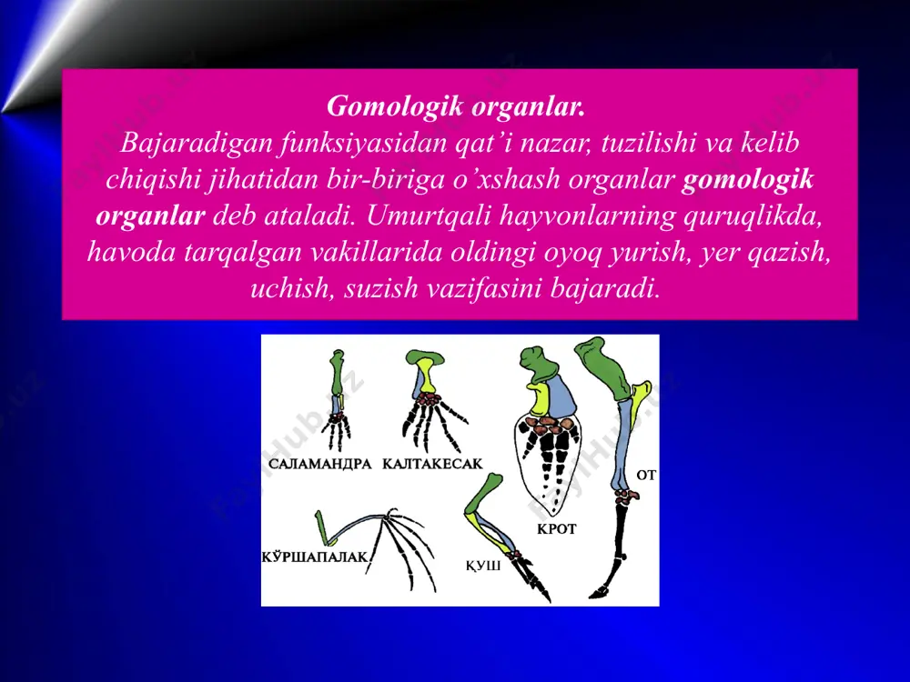 evolutsiyani isbotlashda embriologiya va solishtirma anatomiya, paleontologiya fan dalillari - Page 4