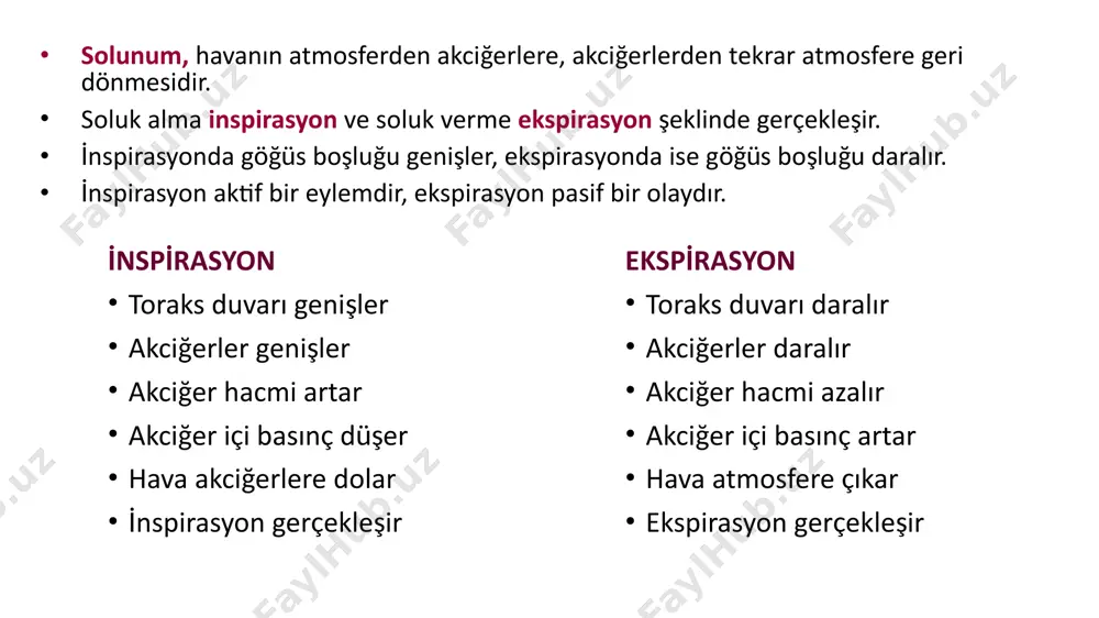 i̇n kikirdaklari larynx’i̇n kaslari cartilago thyroidea, cartilago cricoidea cartilago epiglottica laynx’i̇n kaslari uzunluk:12 cm, genişlik 2.5 cm, sayı 16-20 adet. solunum yollarının larynxten sonra gelen kısmıdır. sadece solunum fonksiyonu ile ilgilidir. c6-t5 vertebraların arasındadır. t54vertebranın hizasında ikiye ayrılır buraya bifurcatio trachea. tracheanın her iki parçası da arkada oesophagus ile komşuluk yapar. trachea trachea sağ; bronchus lobaris superior bronchus lobaris medius bronchus lobaris inferior sol; bronchus lobaris superior bronchus lobaris inferior bronchus principalis dexter 2.5 cm, 6-9 halka bronchus principalis sinister 5 cm, 9-12 halka pulmo (akciğerler) pulmo dexter (600 gr) pulmo sinister (550 gr) hacmi: 6500 cc i̇ç yüzeyi: 70 m2 facies costalis facies mediastinalis facies diaphragmatica margo anterior, post., inf., apex pulmonis basis pulmonis hilum pulmonis akciğerler (pulmo) fissura obliqua fissura horizontalis (sağda) sağ akciğer; lobus superior lobus medius lobus inferior sol akciğer; lobus superior lobus inferior fissura obliqua akciğerler (pulmo) apex pulmonis basis pulmonis basis pulmonis apex pulmonis …