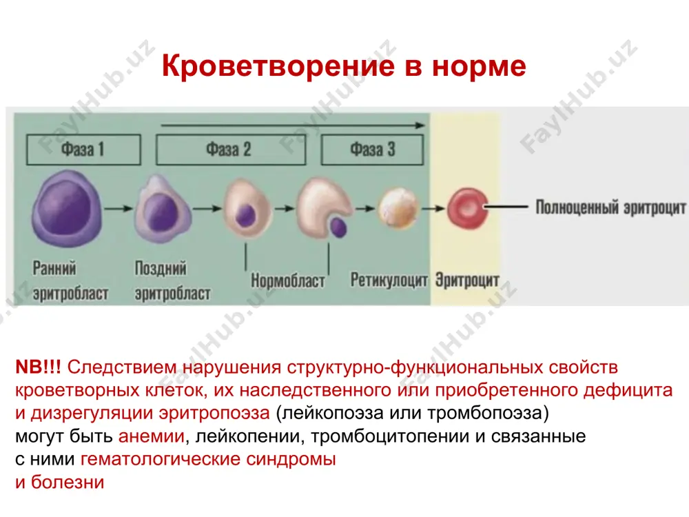 крови, кровотечениями из различных органов - недостаточное поступление железа с пищей, - нарушением всасывания его в тонком кишечнике, - повышенной потребностью в период роста, - беременность, лактациия. в этих случаях количество теряемого железа превышает его поступление с пищей. дефицит железа в организме развивается при суточной потере его в количестве, превышающем 2 мг. патогенез жда сидеропенический синдром в этих случаях количество теряемого железа превышает его поступление с пищей. дефицит железа в организме развивается при суточной потере его в количестве, превышающем 2 мг. стадии развития жда 2. в12-дефицитные и фолиеводефицитные анемии этиология - дефицит витамина в12 за счет нарушения его всасывания при снижении секреции внутреннего фактора касла (вследствие атрофии слизистой желудка или резекции желудка (агастрические анемии), - наличие антител, против обкладочных клеток желудка и внутреннего фактора касла, - инвазии широким лентецом, - при беременности, - нарушении всасывания витамина в12 в кишечнике, - при недостатке поступления с пищей патогенез срок жизни rbc сокращается …