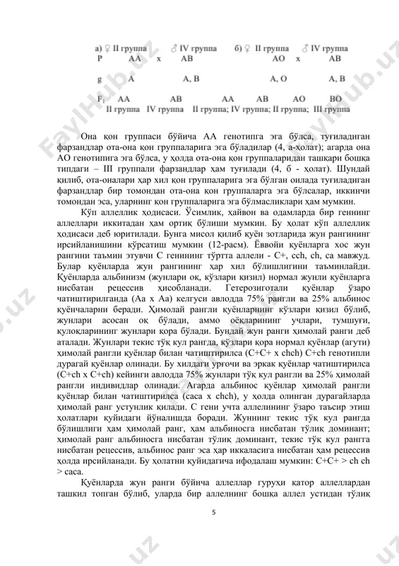 iladigan farzandlar ota-ona qon gruppalariga ega bo'ladilar (4, a-holat); agarda ona ao genotipiga ega bo'lsa, u holda ota-ona qon gruppalaridan tashqari boshqa tipdagi – iii gruppali farzandlar ham tug'iladi (4, b - holat). shunday qilib, ota-onalari har xil qon gruppalariga ega bo'lgan oilada tug'iladigan farzandlar bir tomondan ota-ona qon gruppalarga ega bo'lsalar, ikkinchi tomondan esa, ularning qon gruppalariga ega bo'lmasliklari ham mumkin. ko'p allellik hodisasi. o'simlik, hayvon va odamlarda bir genning allellari ikkitadan ham ortiq bo'lishi mumkin. bu holat ko'p allellik hodisasi deb yuritiladi. bunga misol qilib quyon zotlarida jun rangining irsiylanishini ko'rsatish mumkin (12-rasm). yovvoyi quyonlarga xos jun rangini ta'min etuvchi s genining to'rtta alleli - s+, ssh, sh, sa mavjud. bular quyonlarda jun rangining har xil bo'lishligini ta'minlaydi. quyonlarda albinizm (junlari oq, ko'zlari qizil) normal junli quyonlarga nisbatan retsessiv hisoblanadi. geterozigotali quyonlar o'zaro chatishtirilganda (aa x aa) kelgusi avlodda 75% rangli va 25% albinos quyonchalarni beradi. himolay rangli …