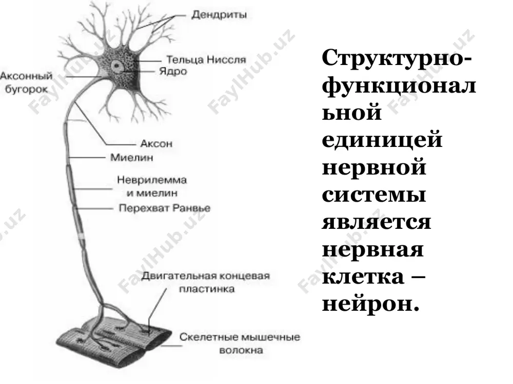 функции головного и спинногомозга - Page 5