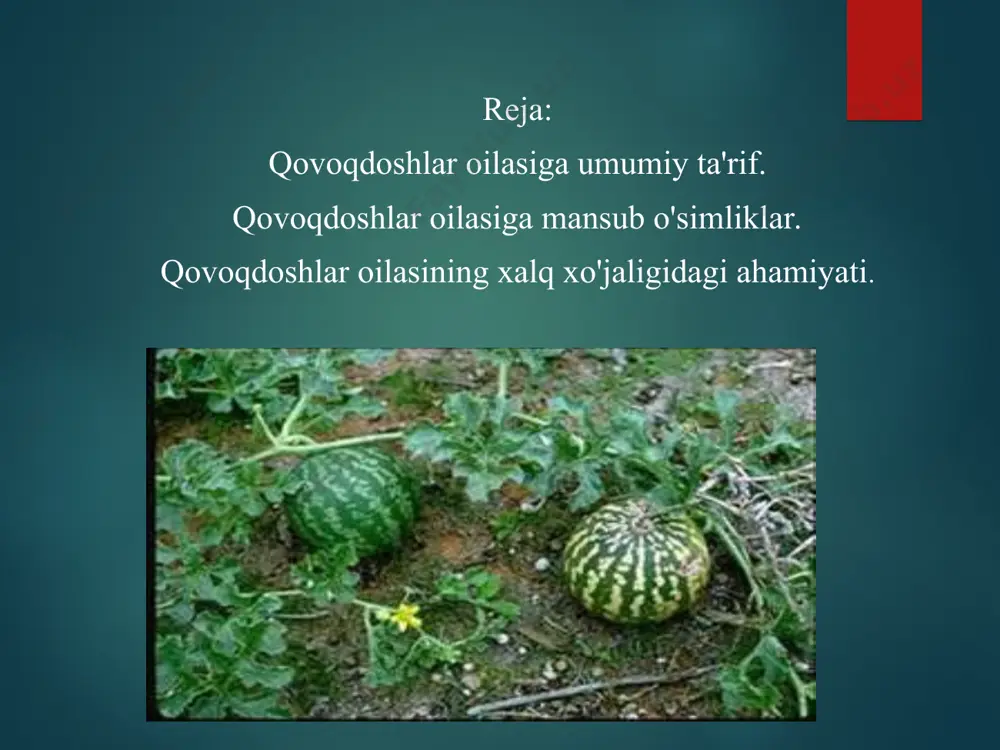 qovoqdoshlar oilasi o'qitish materiali - Page 3