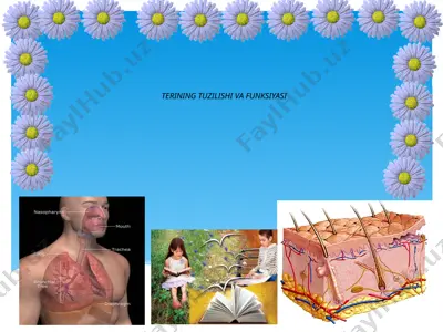 terining tuzilishi va funksiyasi  2 — PPTX