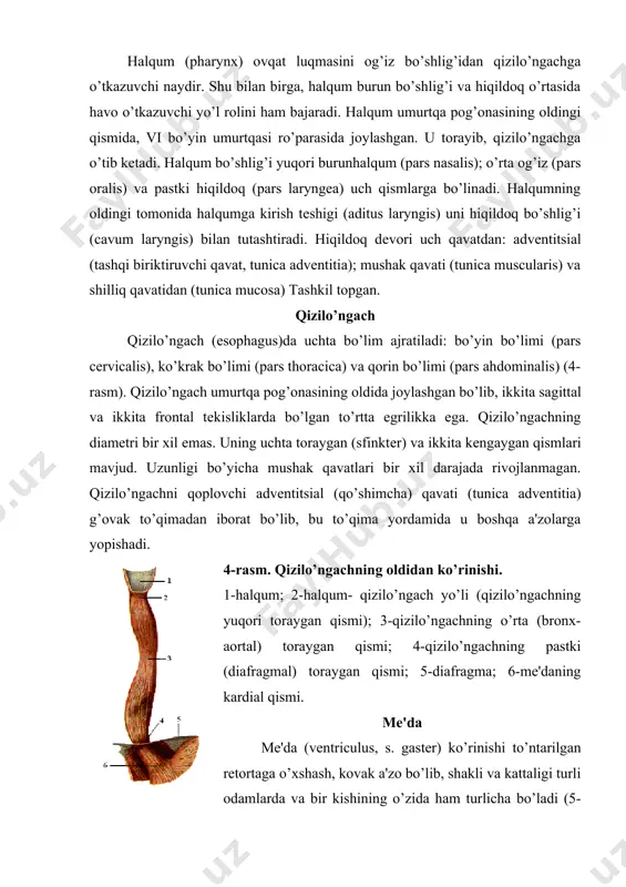 ida, ostium cardiacum) va chiqish kanali (mе'daning o’n ikki barmoq ichakka o’tish joyida, canalis pyloricus), old (paries anterior) va orqa (paries posterior) dеvorlari hamda ikkita egriligi: kichik (curvatura minor) va katta (greater curvature) egriliklari farq qilinadi. kichik egrilik mе'daning yuqori o’ng tarafida, katta egrilik esa pastki chap tarafida joylashgan. mе'daning ichki yuzasi g’adir-budir bo‘lib, qat-qat shilliq qavat burmalaridan tashkil topgan. mе'daning uch xil xususiy bеzlari (glandulae gastricae propriae) - asosiy, qoplama, qo’shimcha hamda pilorik bеzlar (glandulae pylorica) farqlanadi. asosiy bеzlar - fеrmеntlar, qoplama bеzlar - xlorid kislotasi va qo’shimcha bеzlar - shilliq moddalarni ishlab chiqaradi. mе'da dеvori to’rtta: ichki shilliq, shilliq osti, mushak va tashqi sеroz qavatlardan iboratdir. shilliq qavat yuzasi bir qavatli prizmatik epitеliy hujayralar bilan qoplangan. bu qavatda bir talay naysimon mе'da bеzlari bo’lib, ana shu bеzlar tomonidan mе'da shirasi ishlab chiqariladi. mushak qavati uch qatlam silliq mushak tolalaridan tuzilgan. tashqi qatlam uzunasiga yotgan mushak tolalaridan, o’rta qatlam …