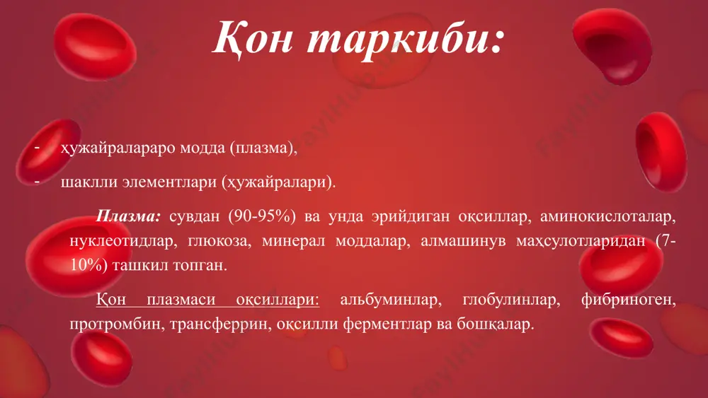 ди ва лейкоцитларнинг кўпайишини бошқаради. кейлонларни нейтрофилда днк синтезини босиб туради. granulositlar granulositlar эозинофиллар эозинофиллар – йирик ҳужайралар, диаметри 9-10 мкм, суртмаларда 12-14 мкм, умумий лейкоцитларнинг 1-5 % ташкил этади. яшаш муддати 6-8 кун. цитоплазмасида эозин билан бўялган махсус доначалар сақланади. электрон микроскопда зич хроматинли ядро кўринади, 2 та сегментдан иборат, камдан-кам ҳолларда 3 та сегмент бўлиши мумкин, ядроча кўринмайди. ўлчами кўп бўлмаган органеллаларга эга. эозинофиллар ҳаракатчан ҳужайралар. қонда бир неча соат бўлиб, кейин бириктирувчи тўқимага ўтади. вазифаси: аллергик ва анафилактик реакцияларда иштирок этади, гистаминаза ферменти ажратиб, гистаминни нейтраллайди ва аллергик реакцияларни блокада қилади. серотонинни парчалайди; базофиллар ва семиз ҳужайралардан гистамин ва серотонинни ажралишига тўсқинлик қиладиган омилни ажратади, фагоцитоз қобилиятига эга. базофиллар базофиллар – диаметри 9 мкм, қон суртмасида – 11 – 12 мкм, умумий лейкоцитларнинг 0.5-1% ташкил этади. ядро – бўлакланмаган ёки сферик. цитоплазмасида – йирик махсус доначалар 0.5-1.2 мкм, базофил бўялади, улар метахромазия хусусиятига эга (гепарин, тутганлиги туфайли …