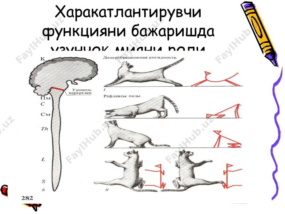 узунчоқ мия ва ўрта мия функциялари - Page 5