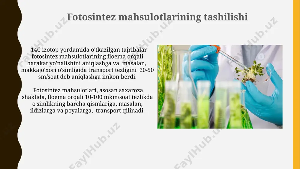 dir bo'ladi. ksilama orqali mineral tuzlarning transport tezligi, suvning transport tezligiga bog'liq bo'lib, taxminan 1 metr/soat tezlikda harakatlanadi. bu tezlik, masalan, avstraliya evkaliptlarida biroz yuqori bo'lishi mumkin. transpiratsiya va uning ahamiyati o'zbekistonning qurg'oqchil hududlarida, masalan, qashqadaryo viloyatida, transpiratsiyani hisobga olish orqali sug'orish tizimlarini optimallashtirish va suv resurslaridan samarali foydalanish mumkin, bu hosildorlikni 25% ga oshirishi mumkin. transpiratsiya o'simliklarning fotosintez jarayoniga ta'sir ko'rsatadi, chunki suvning bug'lanishi orqali mineral tuzlarning barglarga tashili 15-20% ga tezlashadi, bu esa o'sish va rivojlanishga ijobiy ta'sir qiladi. floema orqali tashilish magnit rezonans tomografiyasi (mrt) kabi zamonaviy usullar yordamida, masalan, avstraliyadagi tadqiqotchilar floema orqali suv va ozuqa moddalarning harakatini real vaqtda kuzatishga muvaffaq bo‘lishdi, bu esa 3d tasvirlarni hosil qilish imkonini beradi. floema sapining translokatsion tezligi turli o‘simlik turlarida farq qiladi; masalan, shakar qamishida 1 m/soat, eman daraxtlarida esa 0,5 m/soat tezlikda tashilishi kuzatiladi, bu esa o‘simlikning anatomik tuzilishi va metabolik faolligiga bog‘liqdir. atom-küyli mikroskopiya atom-küyli mikroskopiya …