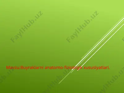 buyraklar — PPTX