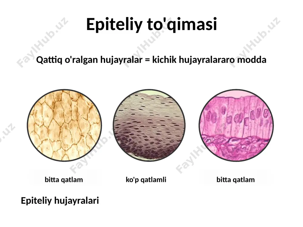 amli kub biz epiteliyni morfologik deb ataymiz ko'p qatlamli keratinlash biz epiteliyni morfologik deb ataymiz ko'p qatlamli keratinlashtirmaydi biz epiteliyni morfologik deb ataymiz bir qatlamli silindrsimon biz epiteliyni morfologik deb ataymiz ko'p qatlamli silindrsimon biz epiteliyni morfologik deb ataymiz ko'p qatlamli kub 21 epiteliy to'qimasi: funktsiyalari himoya/delimitatsiya so‘rish/so‘rilish sekretsiya 23 epiteliyaning funksional tasnifi qoplamalar bezli epiteliy ichak buyrak endoteliy (qon tomirlarining qoplamasi) mezoteliy ( koelom qoplami ) 24 qanday organellalar ajralib chiqadi? golgi kompleksi 25 sekretsiya turlari apokrin merokrin holokrin 26 bir hujayrali shilliq bezlar (goblet hujayralari) quvurli oddiy tarvaqaylab ketgan ko'p hujayrali bezlarning morfologik turlari alveolyar murakkab murakkab quvurli-alveolyar oddiy alveolyar merokrin sekretsiyasi bir qavatli kiprikli epiteliy image1.png image2.jpeg image3.jpeg image4.jpeg image5.jpeg image6.jpeg image7.jpeg image8.jpeg image9.jpeg image10.png image11.jpeg image12.jpeg image13.jpeg image14.jpeg image15.jpeg image16.png image17.jpeg image18.jpeg image19.jpeg image20.jpeg image21.png image22.jpeg image23.gif image24.gif image25.jpeg image26.gif image27.gif image28.gif image29.jpeg image30.jpeg image31.png image32.gif image33.jpeg image34.png print print /docprops/thumbnail.jpeg