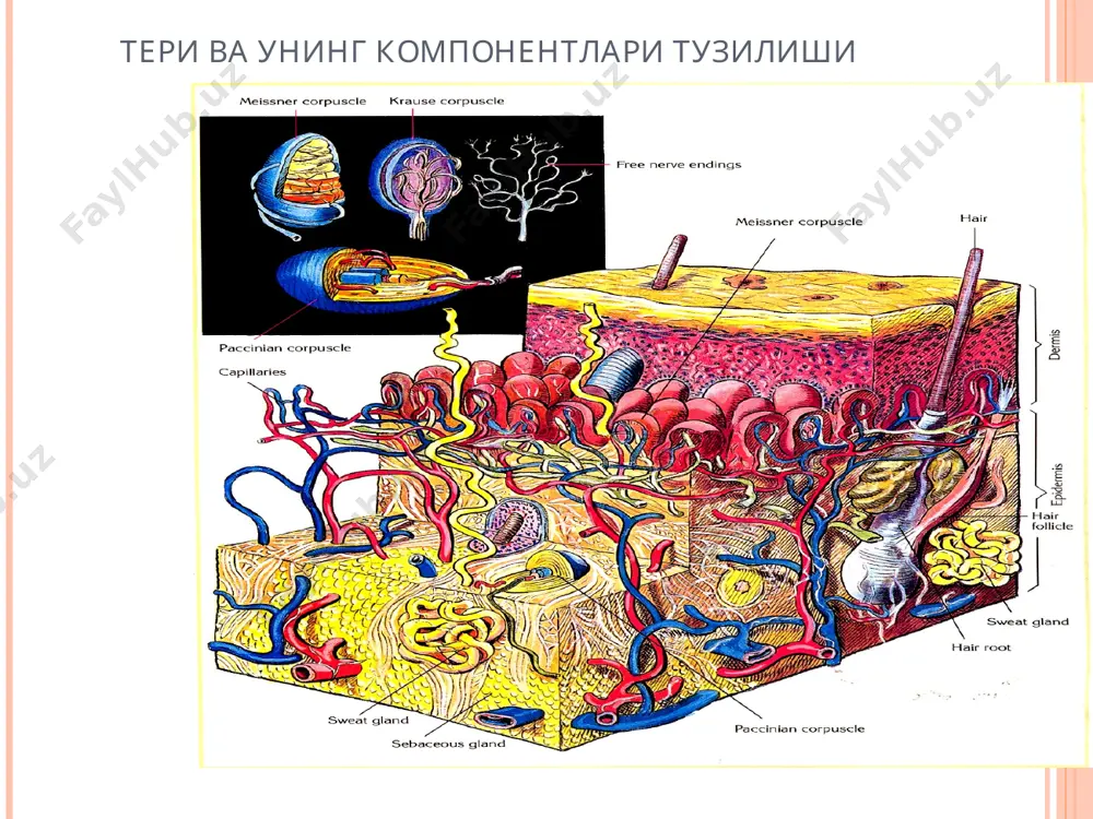 тери ва унинг хosilalari - Page 3