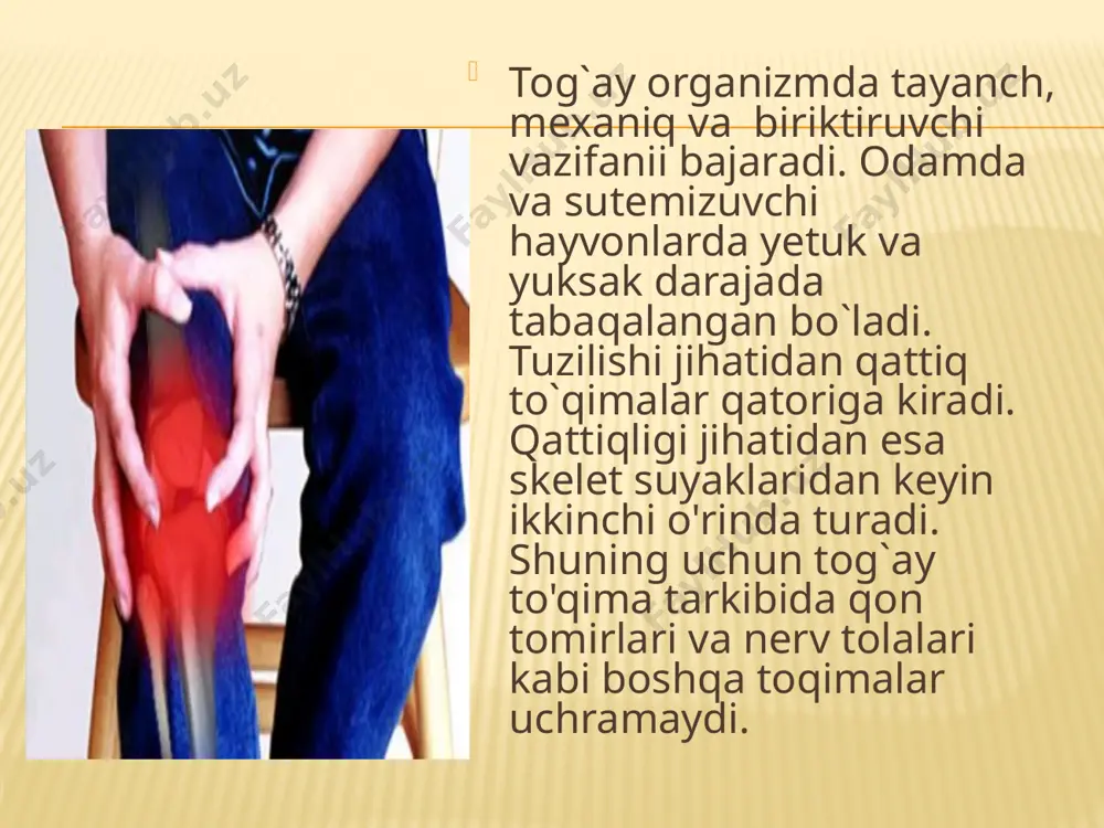 tadi. xondrolast xondroblast kam tabaqalangan yosh hujayra bo'lib, shakli yassi, o'rtasida bitta yadrosi bor. tog'ayaing ustki pardasiga yaqin joylarda ko'p uchraydi. xondroblast doim ko'payib turish xususiyatiga e`ga. ko'payishi natijasida yangi tog'ay hujayralari – xondrositlar hosil bo'ladi. natijada tog'ay periferik qismiga qarab o'sadi. tog'ayning bunday o'sishiga periferik (oppozicion) o`sish deyiladi. xondroblastlarning ikkinchi xususiyati hujayralararo modda - kollagen hosil bo'lishida aktiv ishtirok etishidir. kollagen hujayrali modda bo`lib, uning tarkibida tropokollagen, elastin va tog'ayning asosiy moddasi uchraydi. xondroblast citoplazmasida pnk ko'p, hujayra organoidlari ham yaxshi rivojlangan. tog'ay to`qimasining hujayralararo moddasi. tog'ay to'qimasining hujayralararo moddasi kollagen (xondrin) va kamroq elastik tolalardan hamda asosiy amorf moddadan tashkil topgan, xondrin tolachalari ximiyaviy to'qima tarkibida uchraydigan kollagen tolachalarga o`xshaydi. mikroskopda oddiy nur yordamida ko'rinmaydi, uni ko`rish uchun tripsin, bariyli suv bilan impregnasiya qilish kerak. shunda tolachalarning to`rsimon shaklda joylashgani yaxshi ko'rinadi. tog`ay to`qimasining asosiy amorf moddasi protein va uglevoddan tashkil topgan, ular bir-biri bilan mustahkam birikishi natijasida …