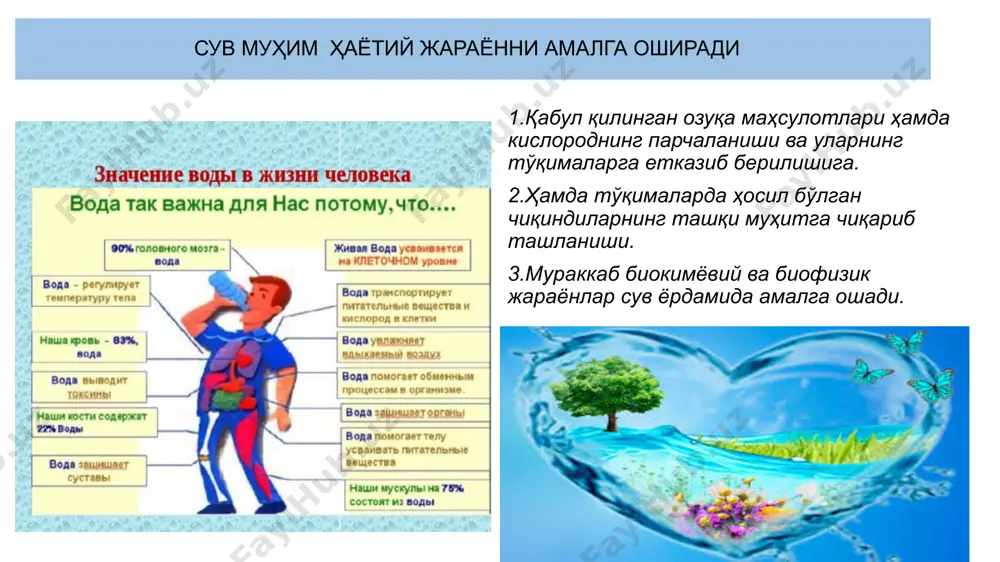 ҳеч ўилаб кўрдингларми? уни булутлардан сизлар ёғдирдингларми ёки биз ёғдиргувчимизми?! агар биз хоҳласак, уни шўр қилиб қўйган бўлур эдик. бас, шукр қилмайсизларми?!» (воқеа сураси, 68-70-оятлар) аллоҳ ичимлик сувини ҳидсиз, таъмсиз, рангсиз қилиб яратганининг ҳикмати нима экан", деб ҳеч қизиқиб кўрганмисиз? агар сувнинг таъми бўлганида эди: жамиики озиқ-овқатлар, мевалару сабзавотларнинг таъми бир хил, сувнинг таъмидай бўлган бўлур эди. уларни қандай қилиб яхши дея олардингиз? "узумлар, боғлар, экинзорлар, шохланган ва шохланмаган хурмолар бўлиб, бир хил сув ила суғорилар ва уларнинг баъзиларининг мевасини баъзилариникидан афзал қиламиз. бунда, албатта, ақл ишлатувчи қабилалар учун оят белгилар бордир. (раъд сураси, 4-оят) аллоҳ ичимлик сувини ҳидсиз, таъмсиз, рангсиз қилиб яратганининг ҳикмати нима экан", деб ҳеч қизиқиб кўрганмисиз? агар сувнинг ҳиди бўлганида эди: барча озиқ-овқатларнинг ҳиди бир хил бўлган бўлур эди. уларни қандай қилиб бир-биридан фарқлаб, ажрата олардингиз? лекин аллоҳнинг ҳикмати яратилишда биз ичаётган чучук сувни ҳамда ҳайвонлар ва ўсимликларни суғорилаётган сувларни ҳидсиз, таъмсиз, рангсиз бўлишини талаб қилиб, …