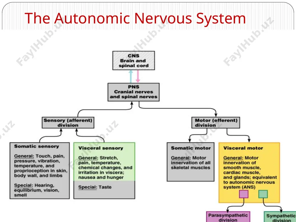 ood pressure. dilation of the airways. constriction of blood vessels that supply the kidneys and gastrointestinal tract. ↑ blood supply to the skeletal muscles, cardiac muscle, liver and adipose tissue ↑ glycogenolysis ↑ blood glucose. ↑ lipolysis. adrenal gland on top of kidneys adrenal medulla (inside part) is a major organ of the sympathetic nervous system * adrenal gland is exception synapse in gland can cause body-wide release of epinephrine = adrenaline and norepinephrine in an extreme emergency (adrenaline “rush” or surge) * referred pain pain in visceral organs is often perceived to be somatic in origin: referred to somatic regions of body that receive innervation from the same spinal cord segments visceral sensory and autonomic neurons participate in visceral reflex arcs many are spinal reflexes such as defecation and micturition reflexes some only involve peripheral neurons: spinal cord not involved (not shown)* * examples of responses voluntary actions eating …